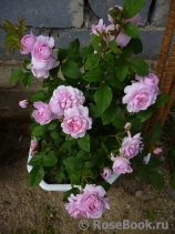 Cottage Rose 