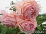 Abraham Darby