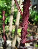 Rosa glauca 