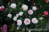 Garden of Roses 