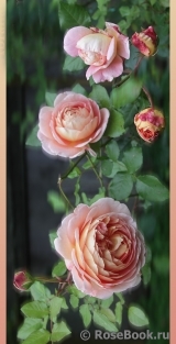 Abraham Darby