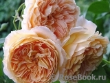 Crown Princess Margareta®