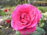 Johann Wolfgang von Goethe Rose®