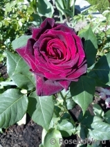 Black Baccara