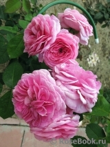 Gertrude Jekyll