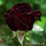 Black Baccara