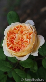 Crown Princess Margareta®