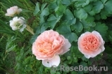 Abraham Darby