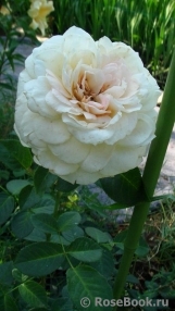 Mon Jardin et Ma Maison