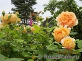 Crown Princess Margareta®