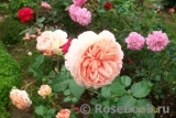 Abraham Darby