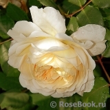 Crocus Rose® 