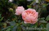 Abraham Darby