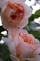 Abraham Darby