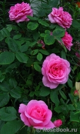 Gertrude Jekyll