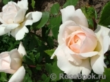 Crocus Rose® 