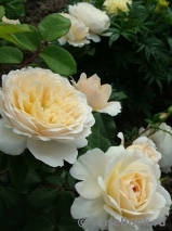 Crocus Rose® 