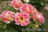 Rose des Cisterciens 