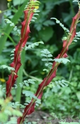 Rosa sericea Pteracantha 