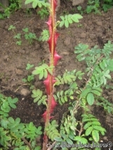 Rosa sericea Pteracantha 