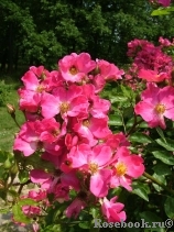 Rosy Carpet 