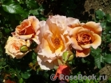 Julia's Rose