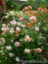 Abraham Darby