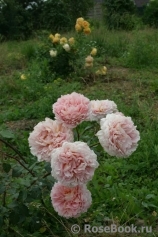 Abraham Darby