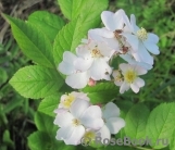 Rosa multiflora