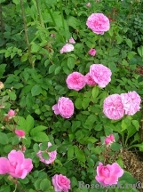 Gertrude Jekyll