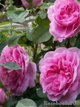 Gertrude Jekyll