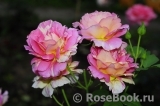 Rose des Cisterciens 