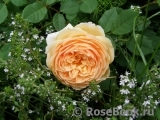 Crown Princess Margareta®