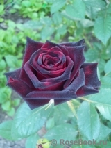 Black Baccara