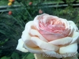 A Shropshire Lad