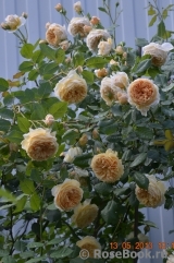 Crown Princess Margareta®