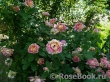 Rose des Cisterciens 