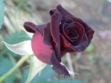 Black Baccara