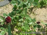 Black Baccara