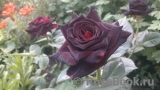 Black Baccara