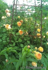 Crown Princess Margareta®