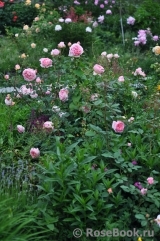 Abraham Darby