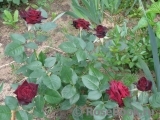 Black Baccara