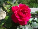 Sophy’s Rose 