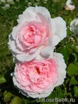 The Wedgwood Rose