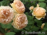 Crown Princess Margareta®