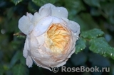 Crocus Rose® 