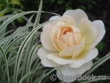 Crocus Rose® 