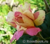 Rose des Cisterciens 