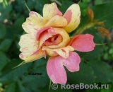 Rose des Cisterciens 